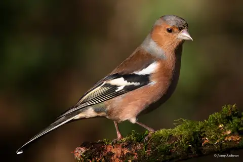 Eurasian Chaffinch