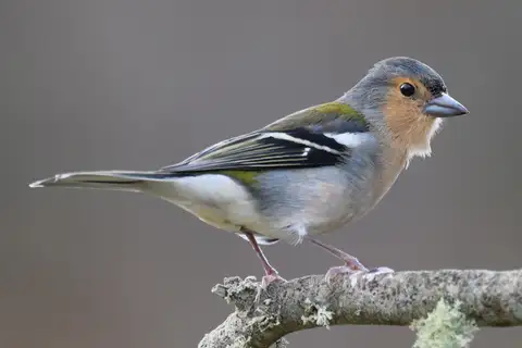 Madeira Chaffinch