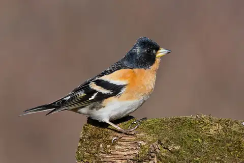 Brambling