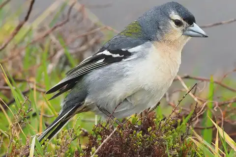 Azores Chaffinch