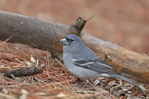 Gran Canaria Blue Chaffinch
