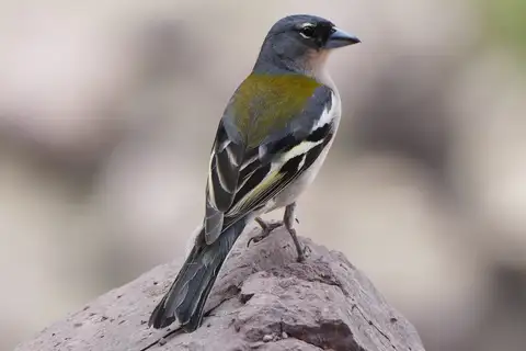 African Chaffinch