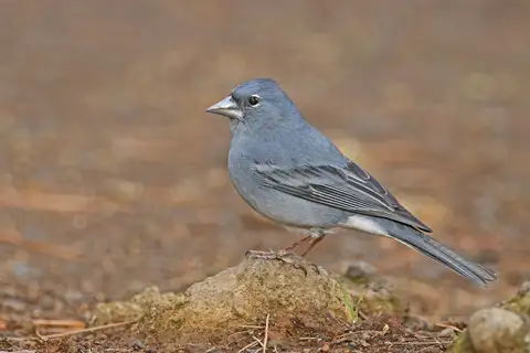 Tenerife Blue Chaffinch