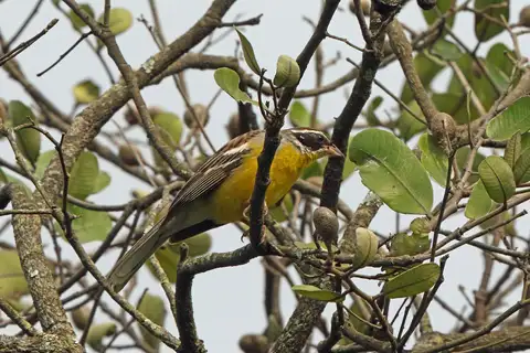 Cabanis's Bunting