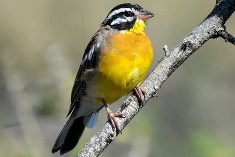 Golden-breasted Bunting
