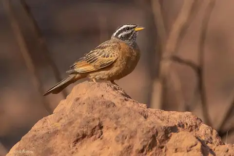 Gosling's Bunting