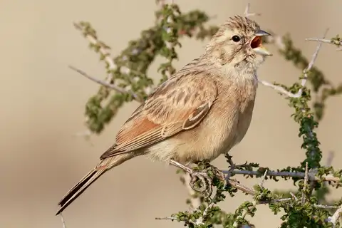 Lark-like Bunting