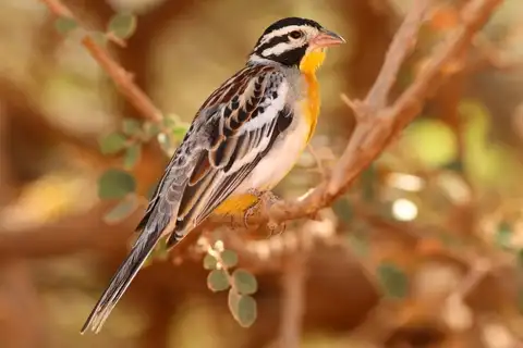 Somali Bunting