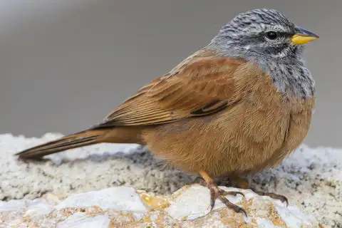 House Bunting