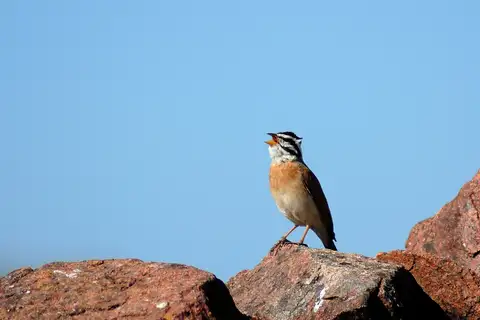 Socotra Bunting