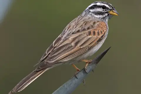 Striolated Bunting