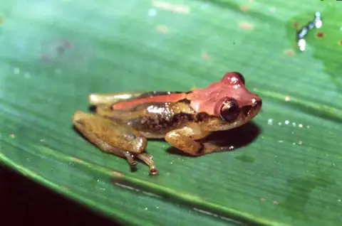 Serra de Macae Treefrog