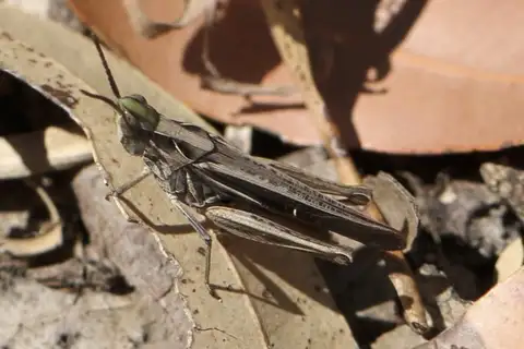 Froggatt's Buzzer