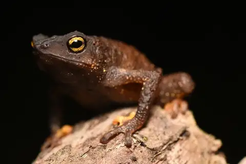 Frost's Toad