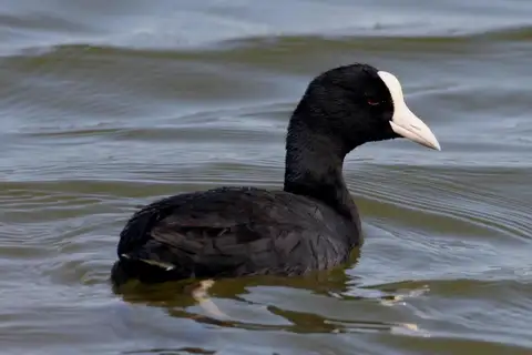 Hawaiian Coot