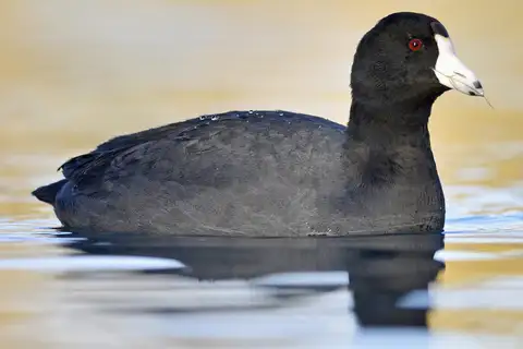 American Coot