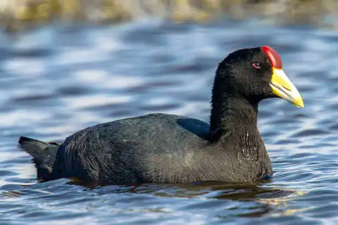 Andean Coot