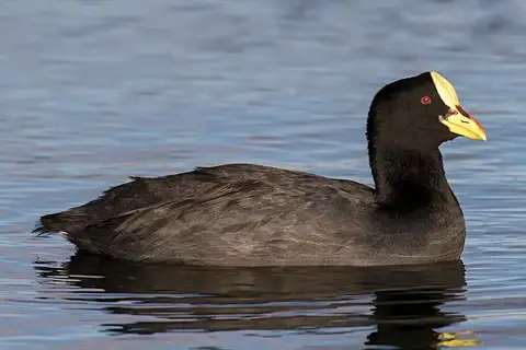 Red-gartered Coot