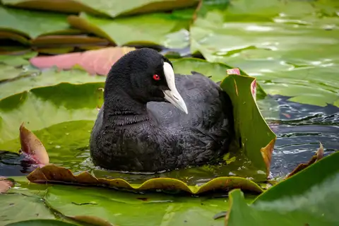 Eurasian Coot