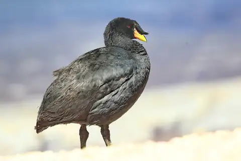 Horned Coot