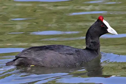 Red-knobbed Coot
