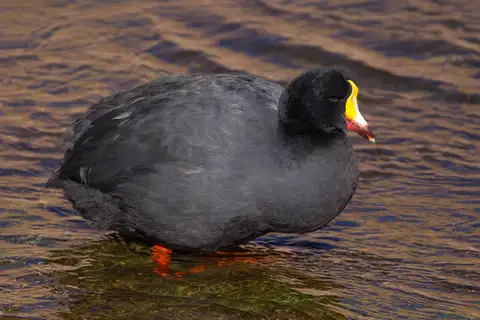 Giant Coot
