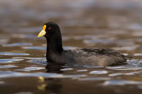 White-winged Coot