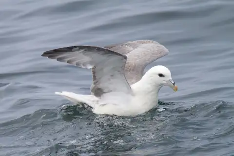 Northern Fulmar