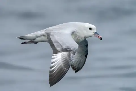 Southern Fulmar
