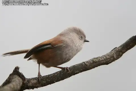 Grey-hooded Fulvetta