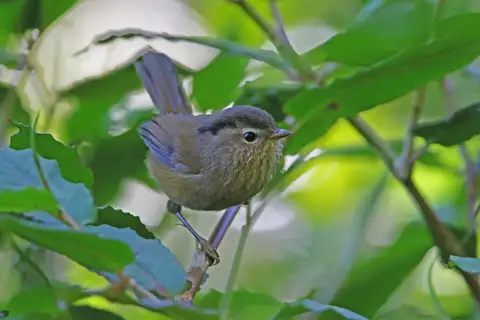 Indochinese Fulvetta