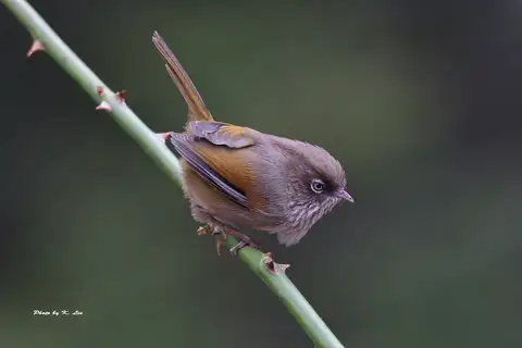 Taiwan Fulvetta