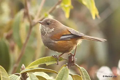 Brown-throated Fulvetta