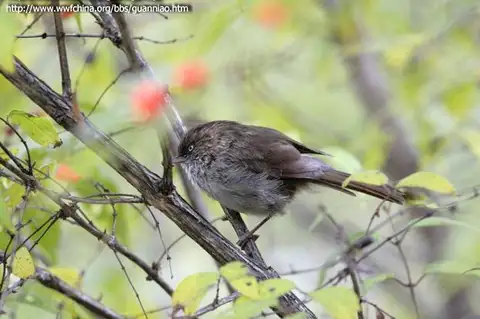Chinese Fulvetta