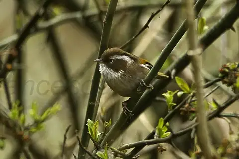 White-browed Fulvetta