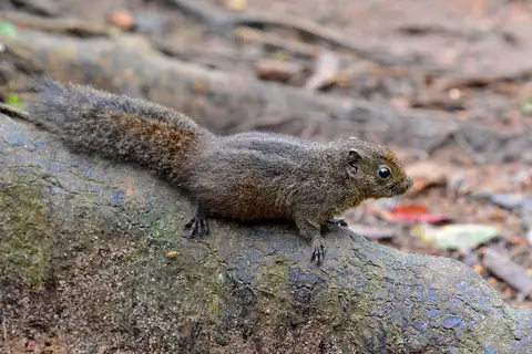 Dusky Palm Squirrel