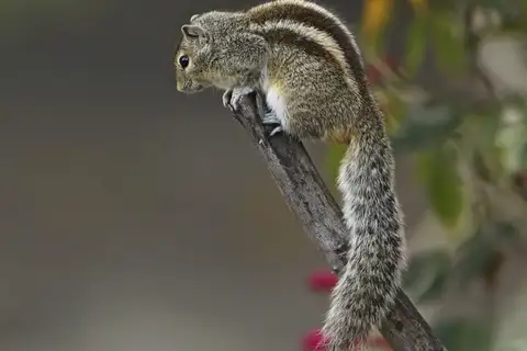 Three-striped Palm Squirrel
