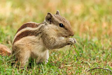 Five-striped Palm Squirrel