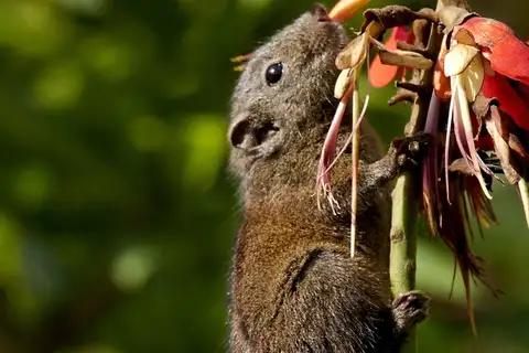 Nilgiri Palm Squirrel