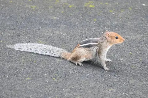 Jungle Palm Squirrel