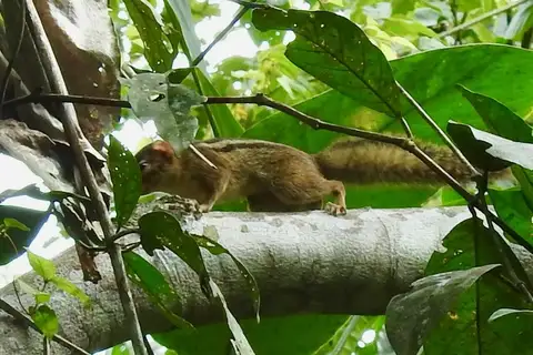 Ribboned Rope Squirrel