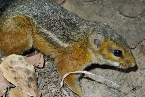 Fire-footed Rope Squirrel