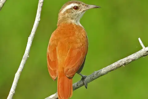 Lesser Hornero