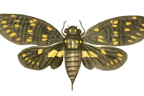 Speckled Black Cicada