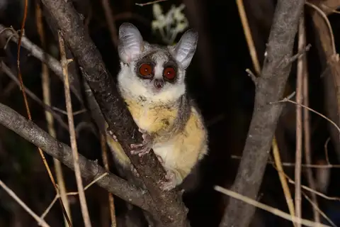 Southern Lesser Galago
