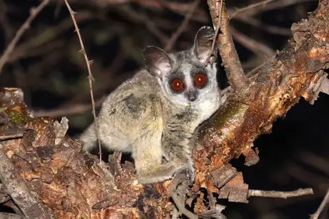 Northern Lesser Galago