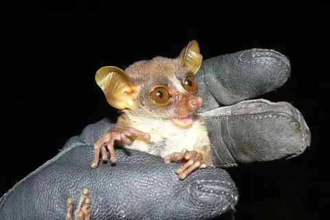 Demidoff's Dwarf Galago