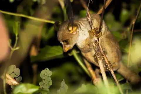 Thomas's Dwarf Galago