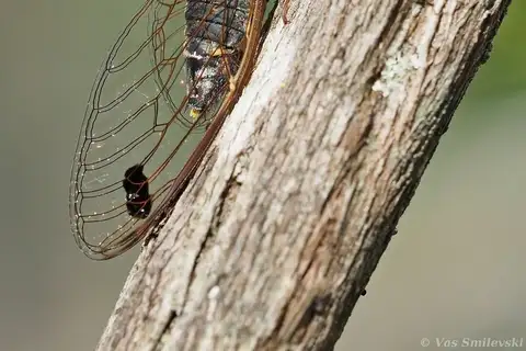 Double-spotted Cicada