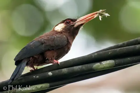 White-eared Jacamar